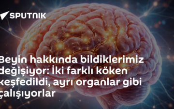 beyin kökeni